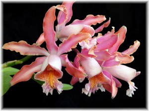 орхидея Шомбургкия