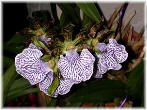 Орхидея Зигопеталум