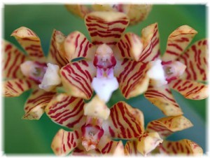 Орхидея Акампа