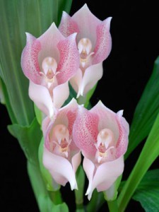 Орхидея Ангулоа