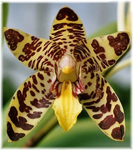 Африканская орхидея Анзеллия