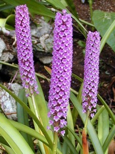 Орхидея Арпофиллум