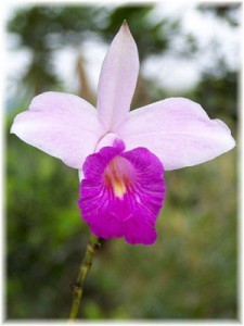 На фото - орхидея Арундина