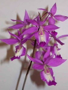 Орхидея Баркерия