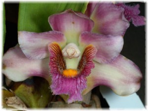 Орхидея Бифренария (Bifrenaria)