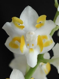 Уход за орхидеей Доритис