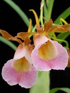 Орхидея Галеандра - Galeandra batemanii