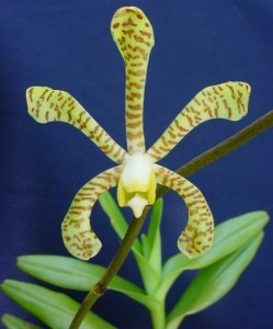 Орхидея Арахнис