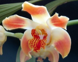 орхидея Хизис