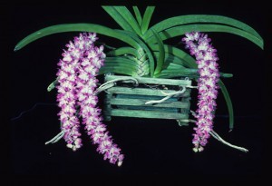 Орхидея Эридес