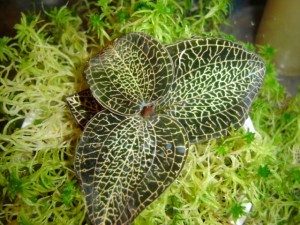 орхидея Анектохилус (Anoectochilus)
