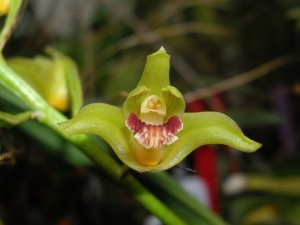 Орхидея Ксилобиум - Xylobium pallidiflorum