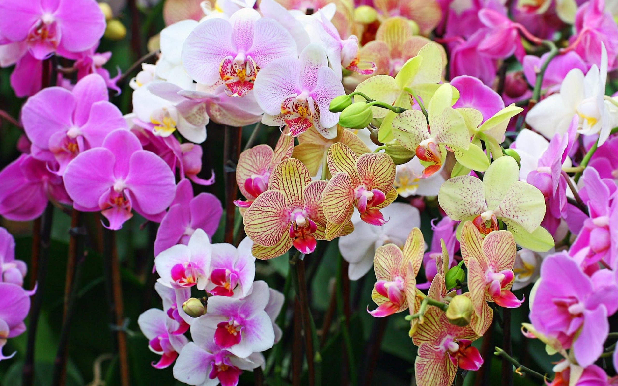 Сорта орхидей - Сорта и виды орхидей